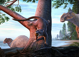 Размером с хомяка. Это крошечное млекопитающее пережило “динозавровый апокалипсис”