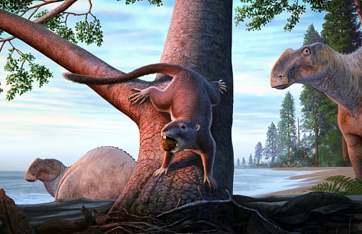 Размером с хомяка. Это крошечное млекопитающее пережило “динозавровый апокалипсис”