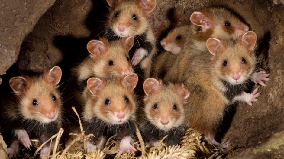 Факты про обыкновенного хомяка 9.jpg