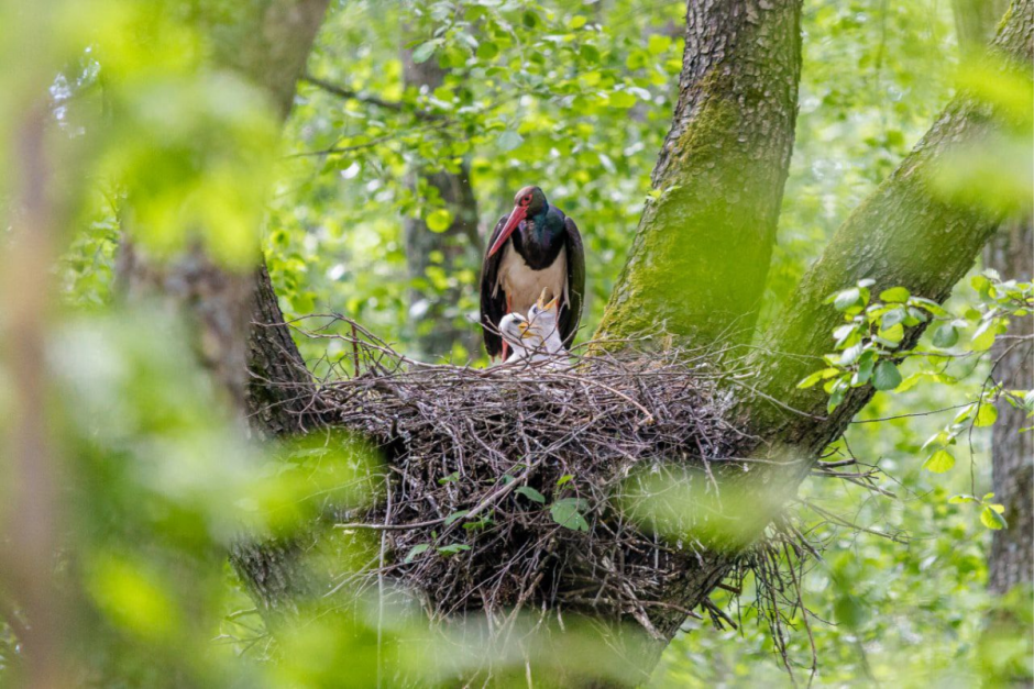 Черные аисты 4.png