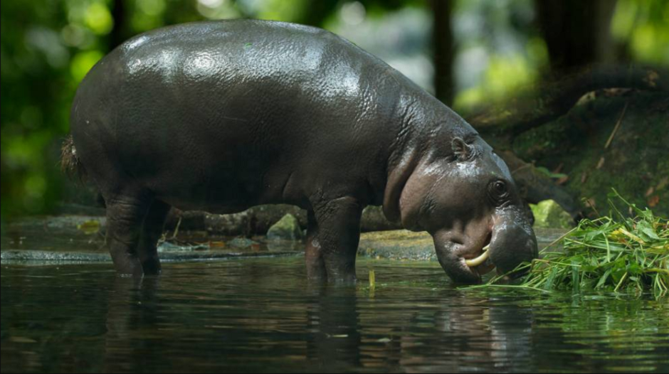 зоопарк Сингапура зоопарк Сингапура