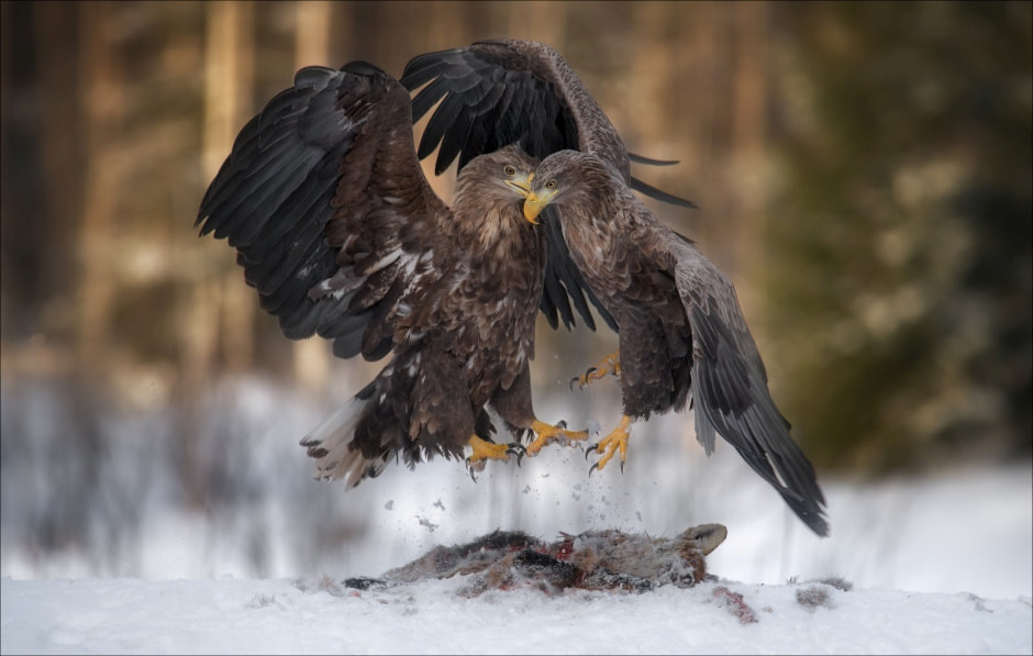 Финалисты конкурса Дикая природа Беларуси-2024 3.jpg