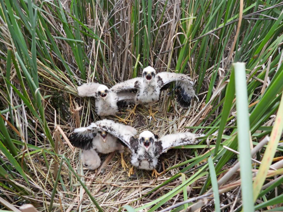 Болотный лунь 11.jpg