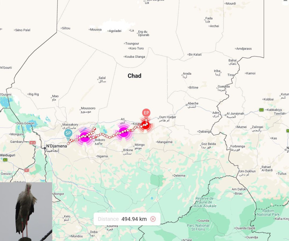 Аист летит на родину.jpg