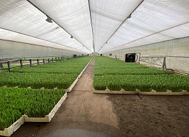 Крупнейший импортёр тюльпанов не уплатил 1,3 млн рублей налогов: КГК раскрыл схему фермерского хозяйства на Брестчине