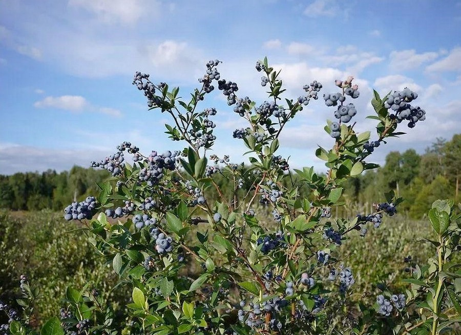 Почему не плодоносит голубика 4.jpg