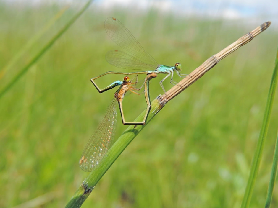 Стрекозы в Беларуси 16.jpg