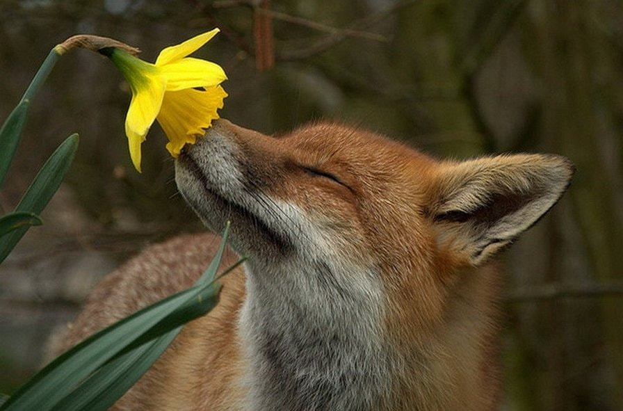 Лиса нюхает цветок.jpg