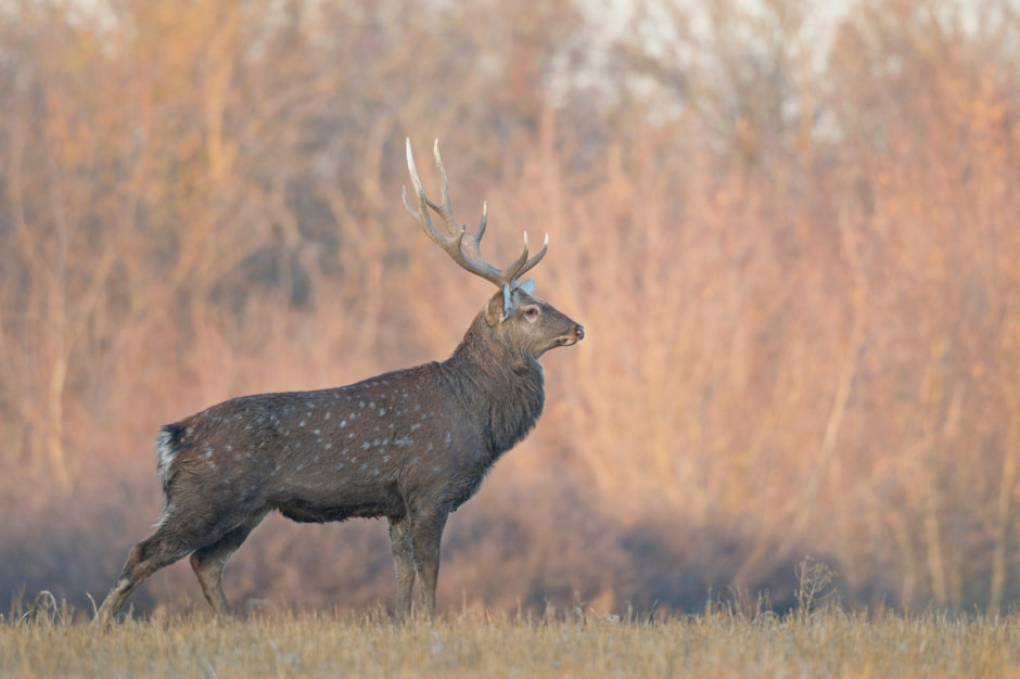 Пятнистый олень 5.jpg