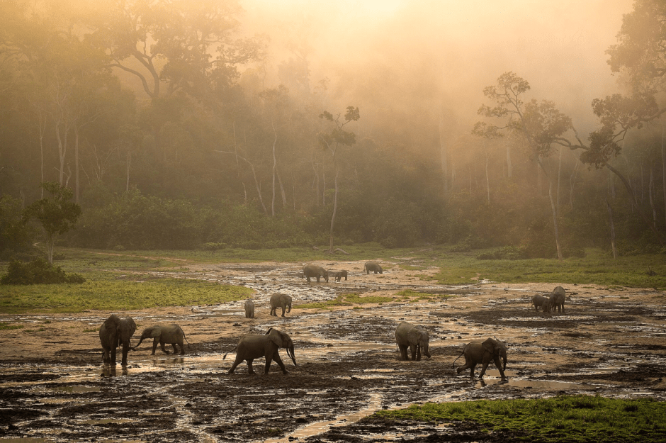 Деревня слонов, фото Исак Преториус