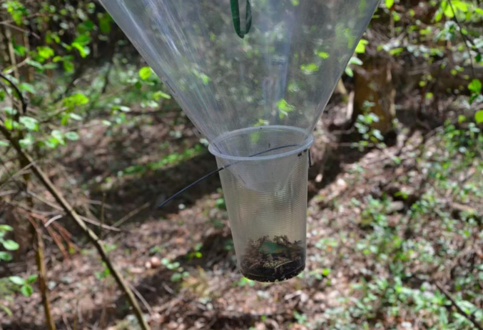 ловушка для насекомых