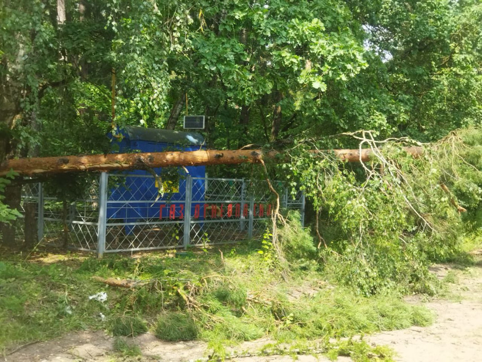 Дерево цпалао.jpg