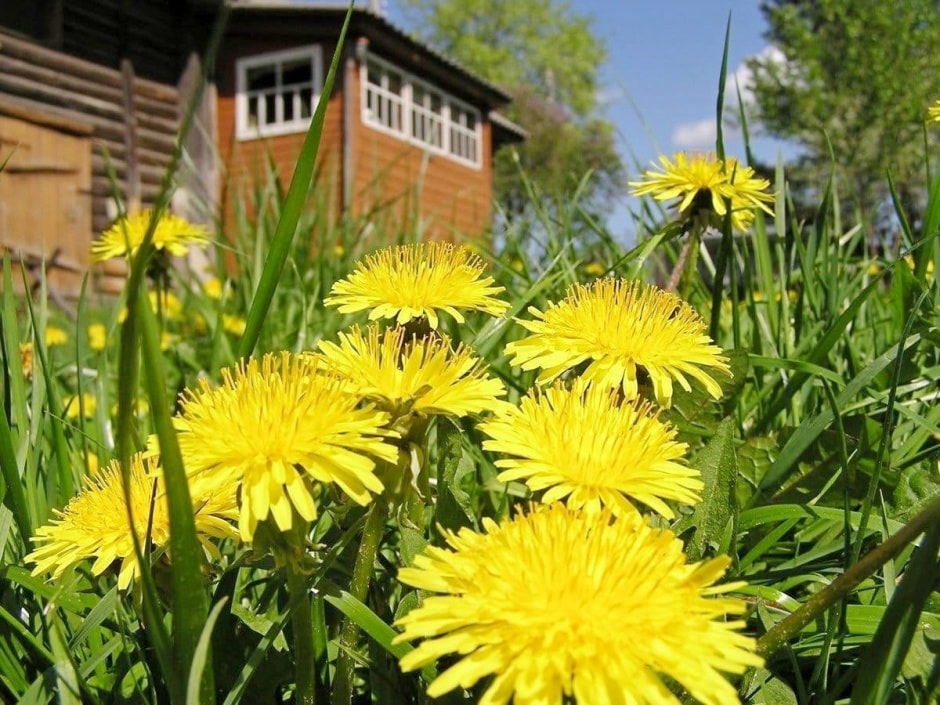 Когда что садить на даче 1.jpg