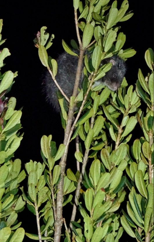 субальпийская шерстистая крыса