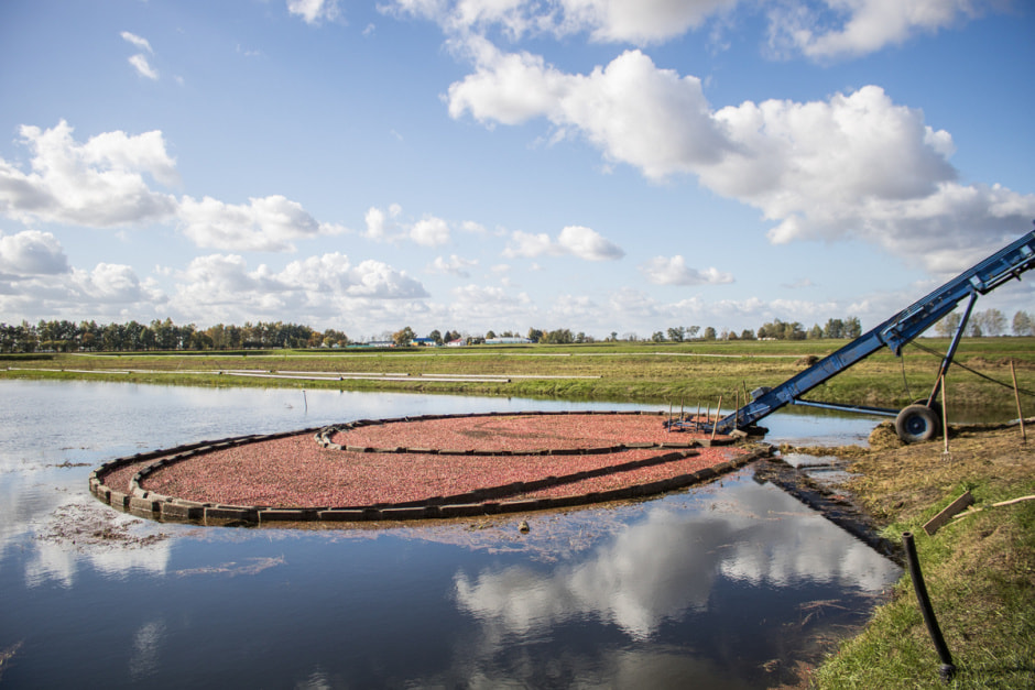 Полесские журавины 9.jpg