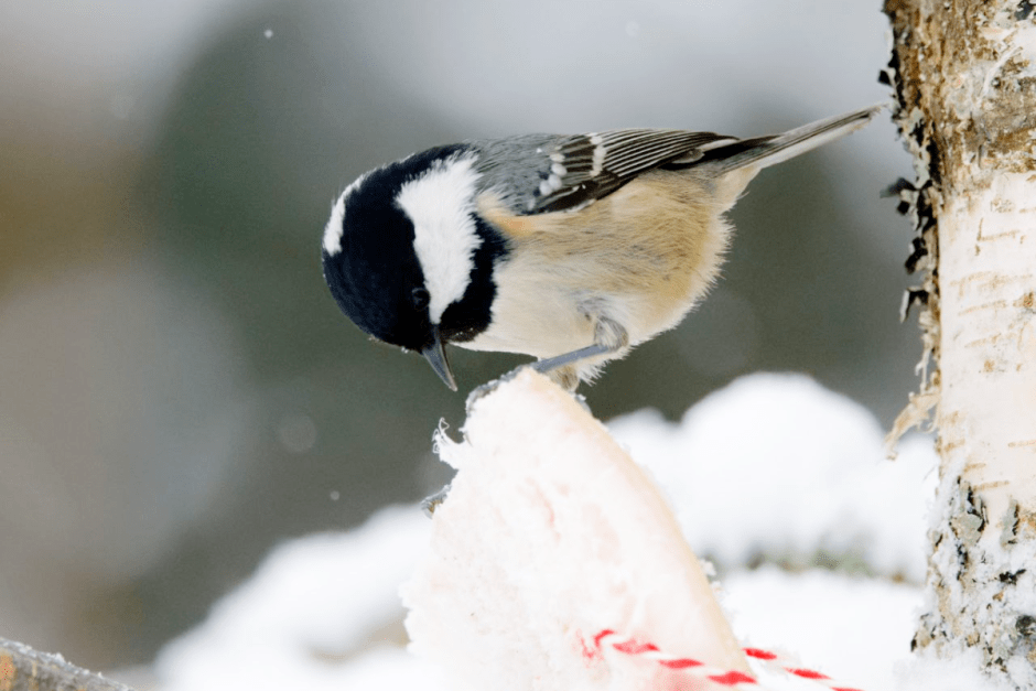 Как правильно подкармливать птиц зимой 11.png