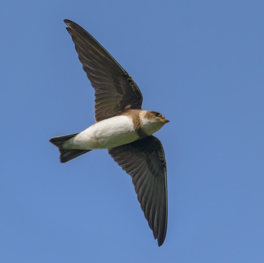 Ласточка береговая.jpg