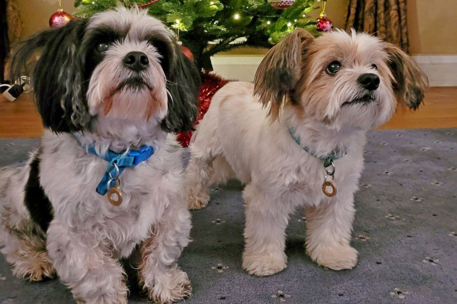 Посол Великобритании Жаклин Перкинс 24.jpg