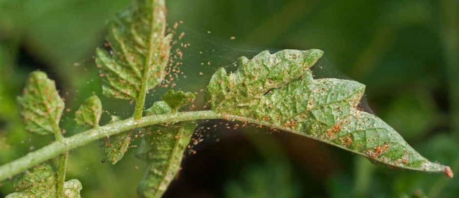 Как бороться с паутинным клещом 5.jpg