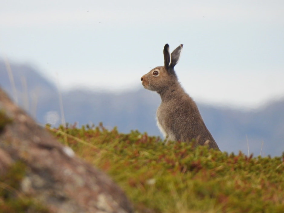 Заяц-беляк 7.jpg