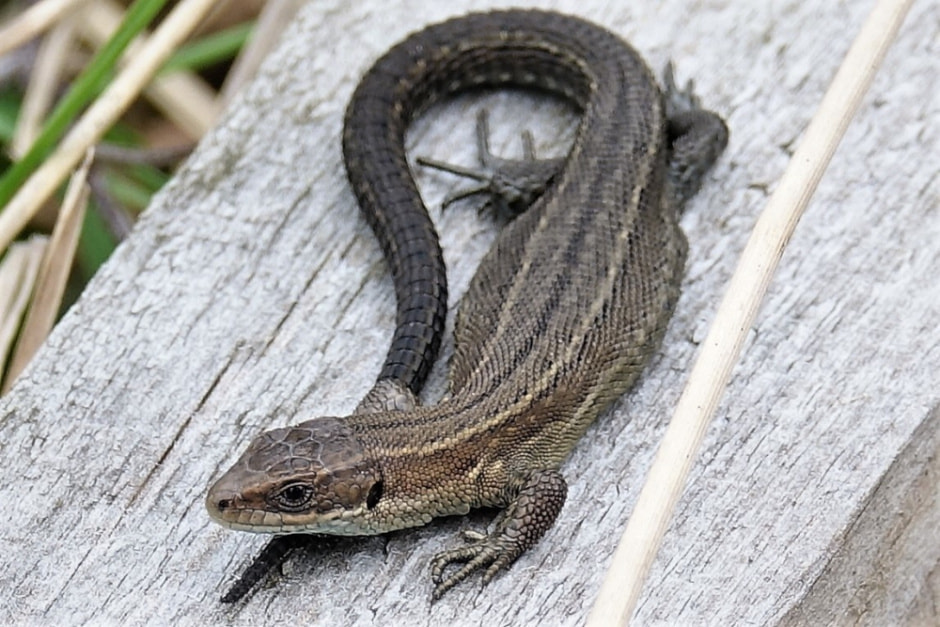 Живородящая ящерица 1.jpg