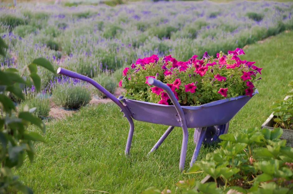 Лавандовый сад в Барово 4.jpg