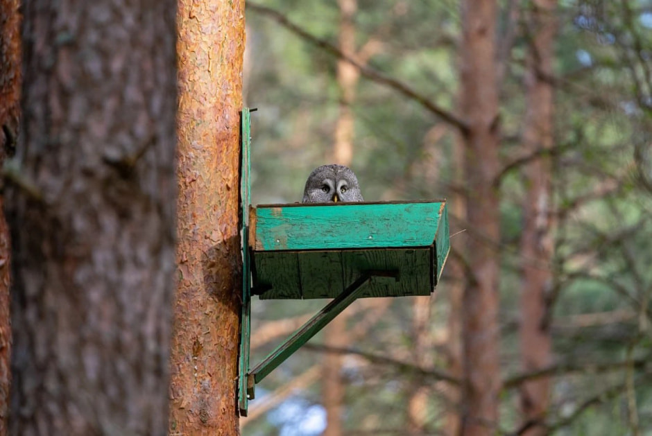 гнездовье для неясыти.jpg