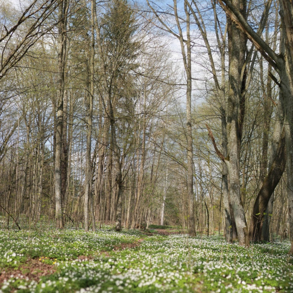 Сядзіба Навіцкіх у Савейках 13.jpg