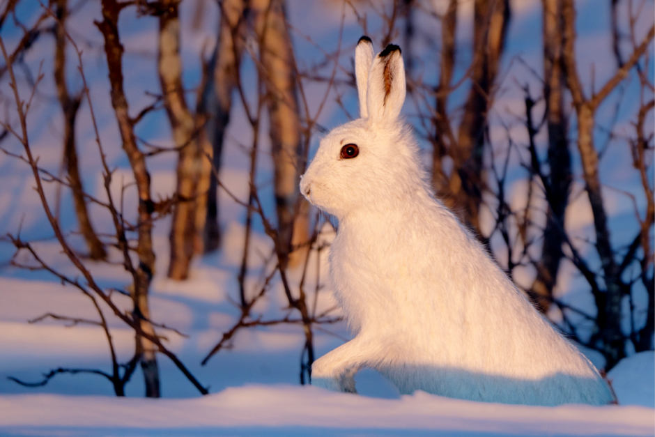Заяц-беляк 2.png