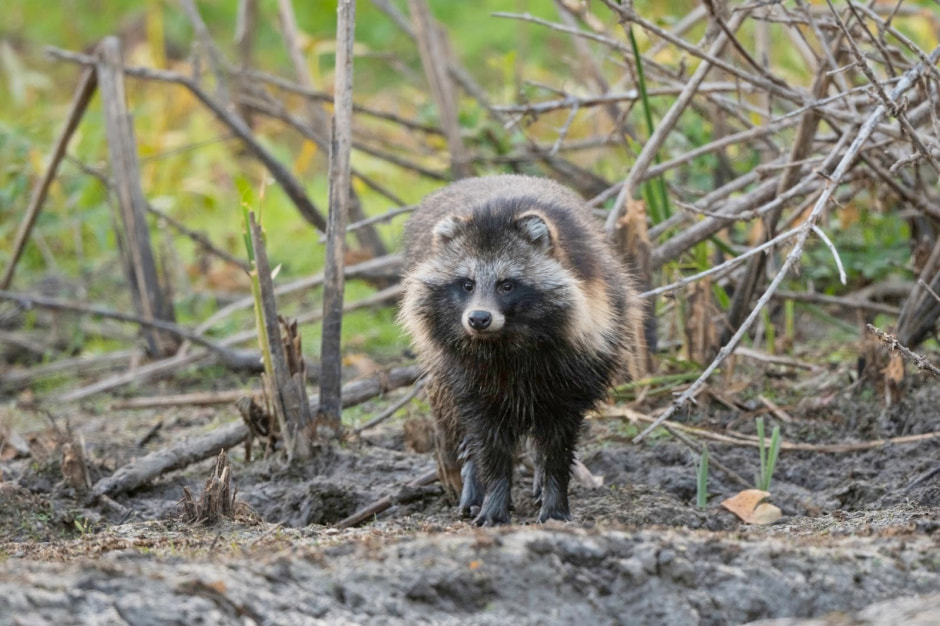 Инвазивные виды в Беларуси 3.jpg