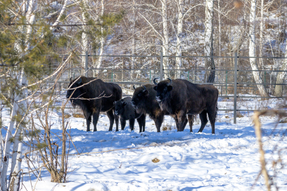 Зубры в Башкортостане.JPG