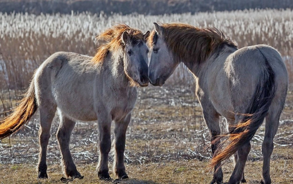 Тарпановидные лошади 6.jpg