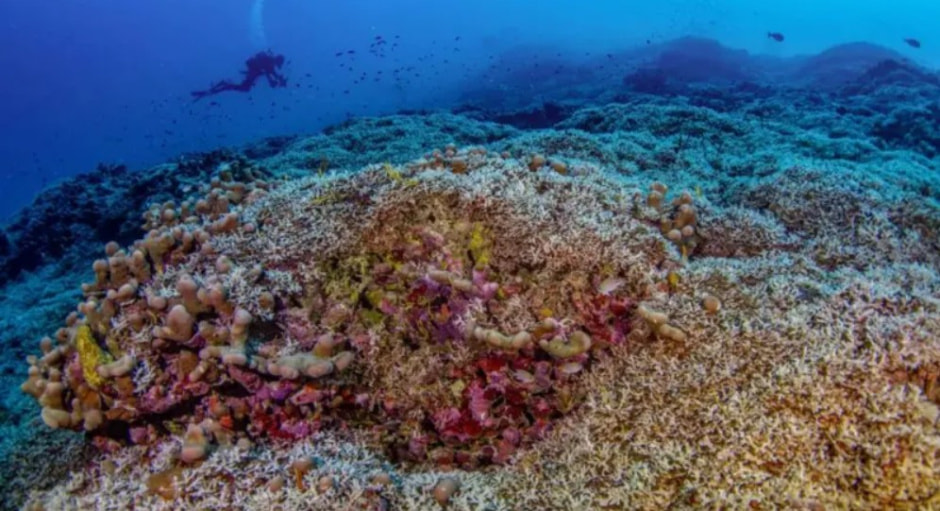 коралл .jpg коралл .jpg