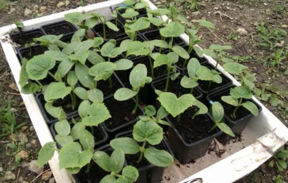 Когда что садить на даче 7.jpg