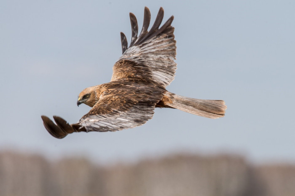 Болотный лунь 4.jpg