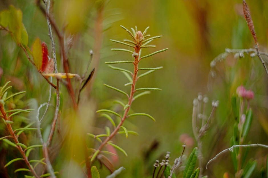 Серые журавли и Ельня 13.png