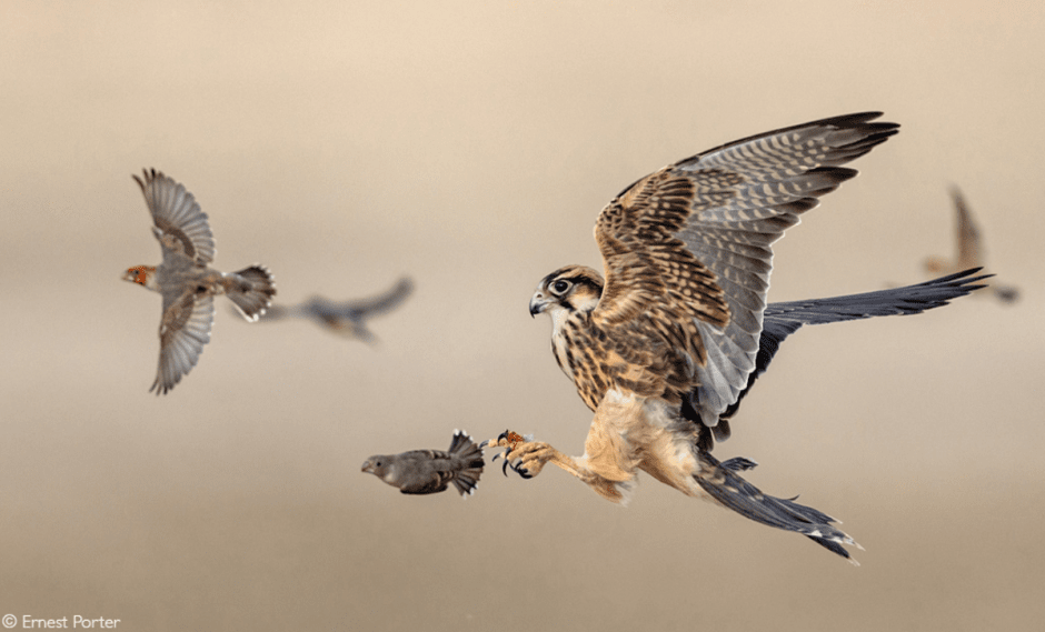 Африка-сокол