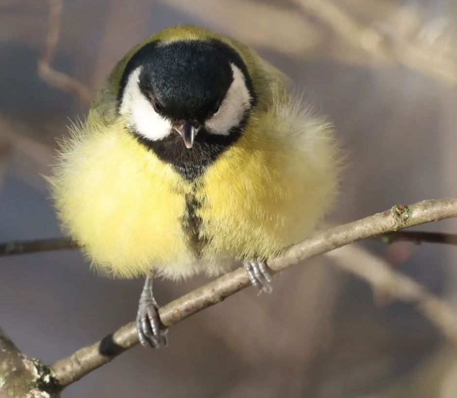 Инна Шкурко Синица_1.jpg