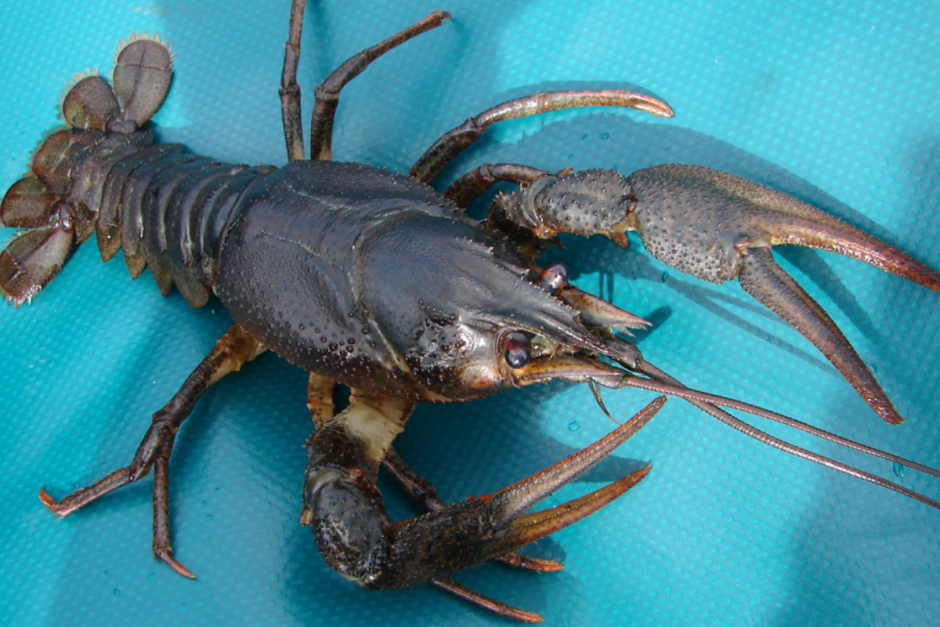 Речные раки 1.png