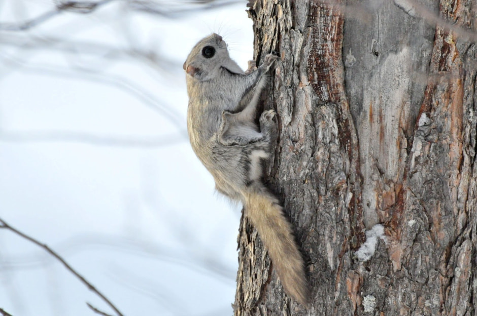 Летяги в Беларуси 6.jpg