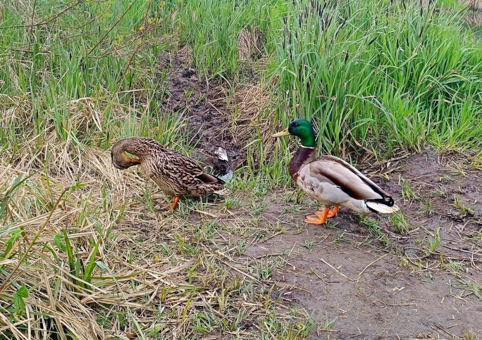 Топ-5 экотроп Минска 32_Малявки.jpg