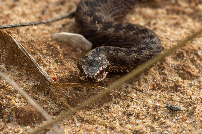 гадюка и кошандрик.png