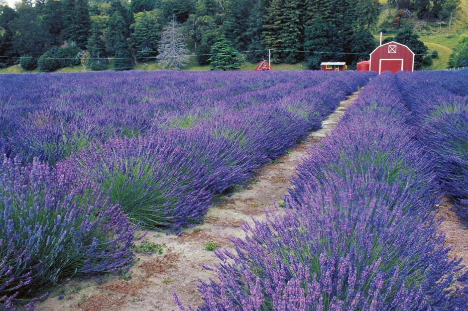 Какие растения не надо обрезать весной 13.jpg