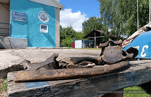 Водолаз в Гомеле поднял со дна Сожа кости мамонта и бизона