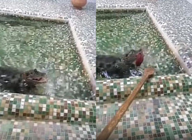 Гродненский зоопарк показал, с какой “ложечки” кормят каймана говядиной