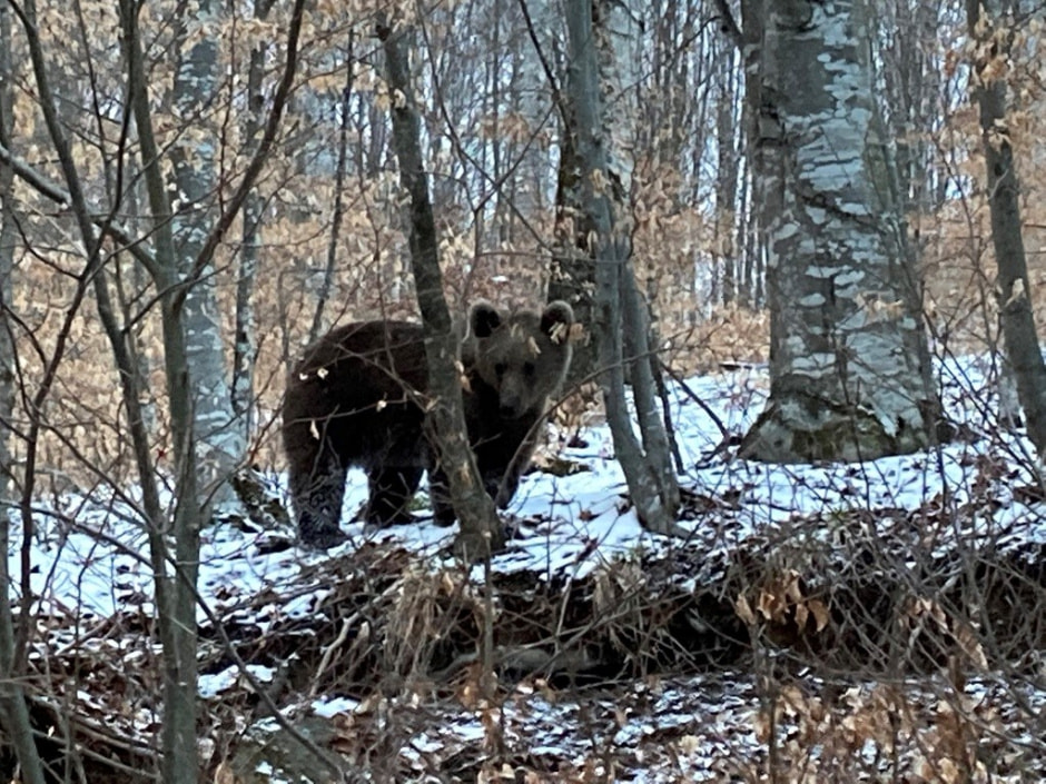 Бурый медведь.jpg