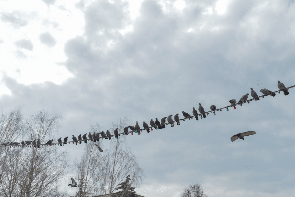 Прогулка с орнитологом 6.png