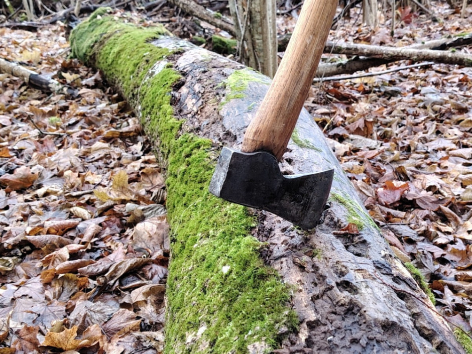 Как бортник спасает на Полесье черных пчел 13.jpg