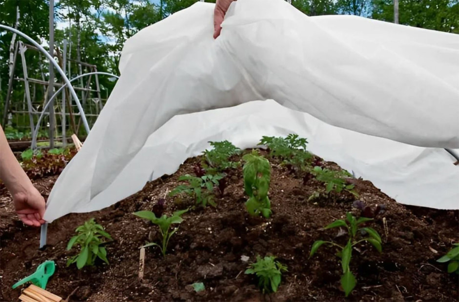 укрытие растений2.jpg