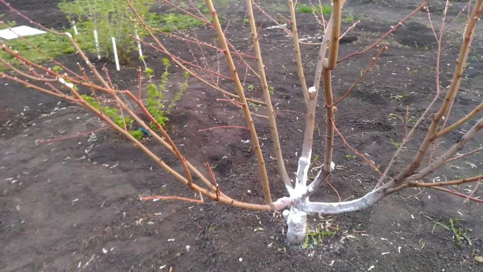 побеги на дереве.jpg